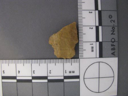 projectile point base with scale