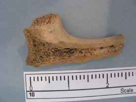 Butchered Bone Fragment