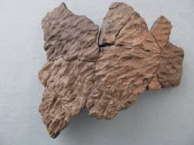 Cord-Marked