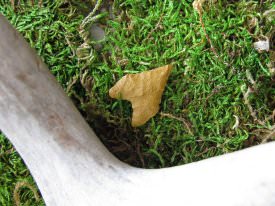 McKean Projectile Point