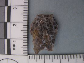 Projectile Point