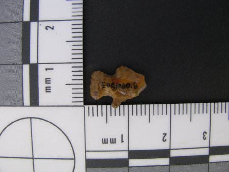 Projectile Point