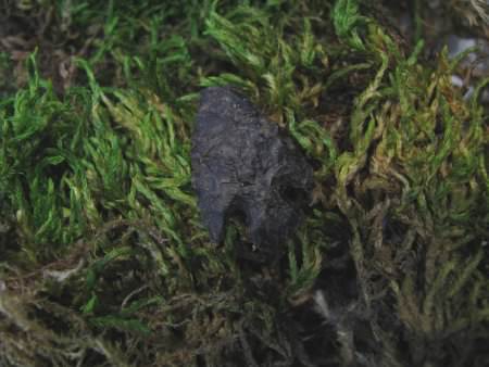 Projectile Point