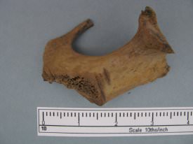 Bone Fragment