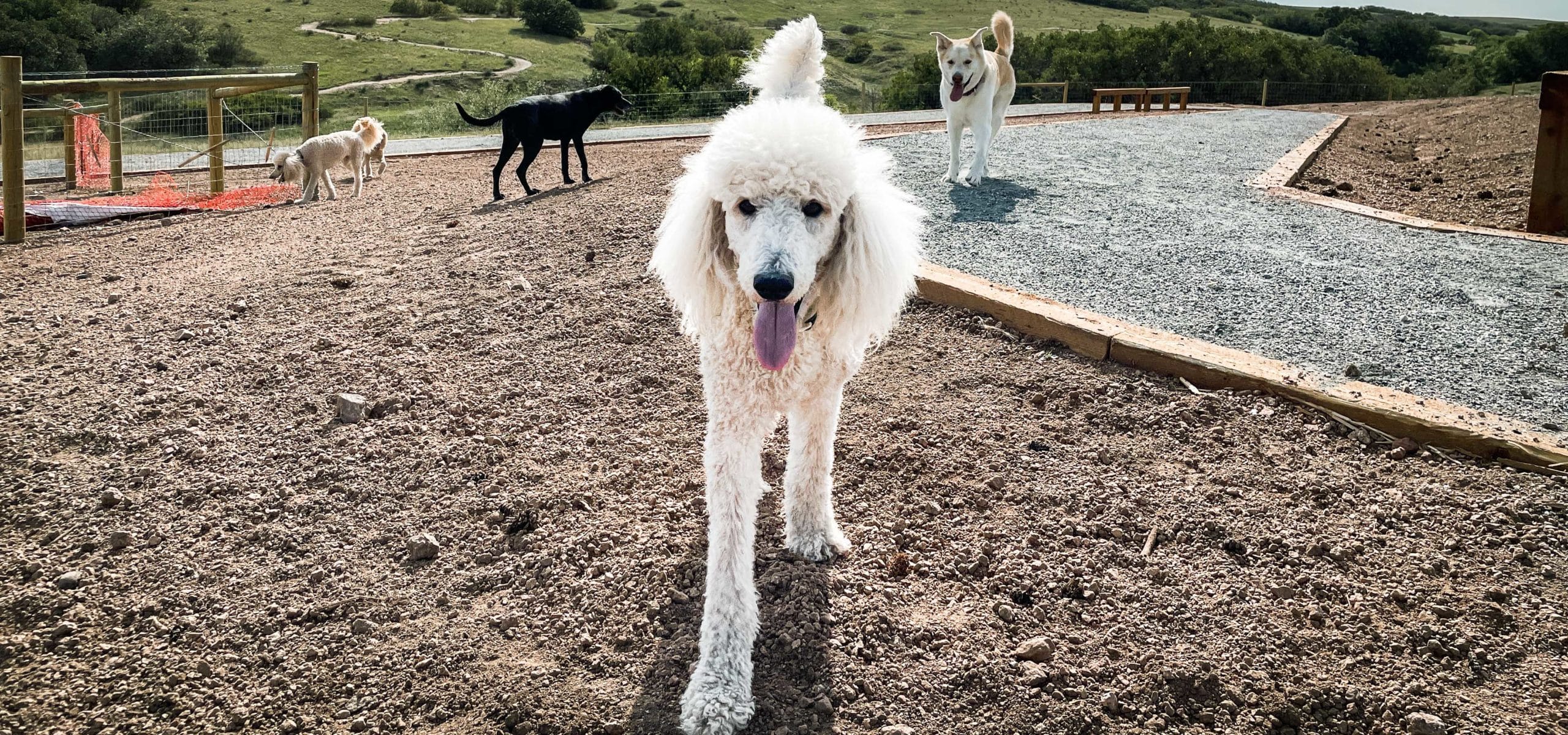 Go fetch Phase 1 of Glendale Farm Dog Park complete Douglas County
