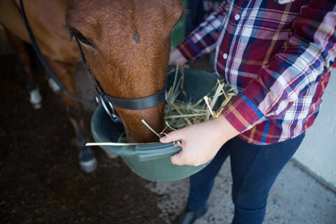 Girl feeding the horse in the stable