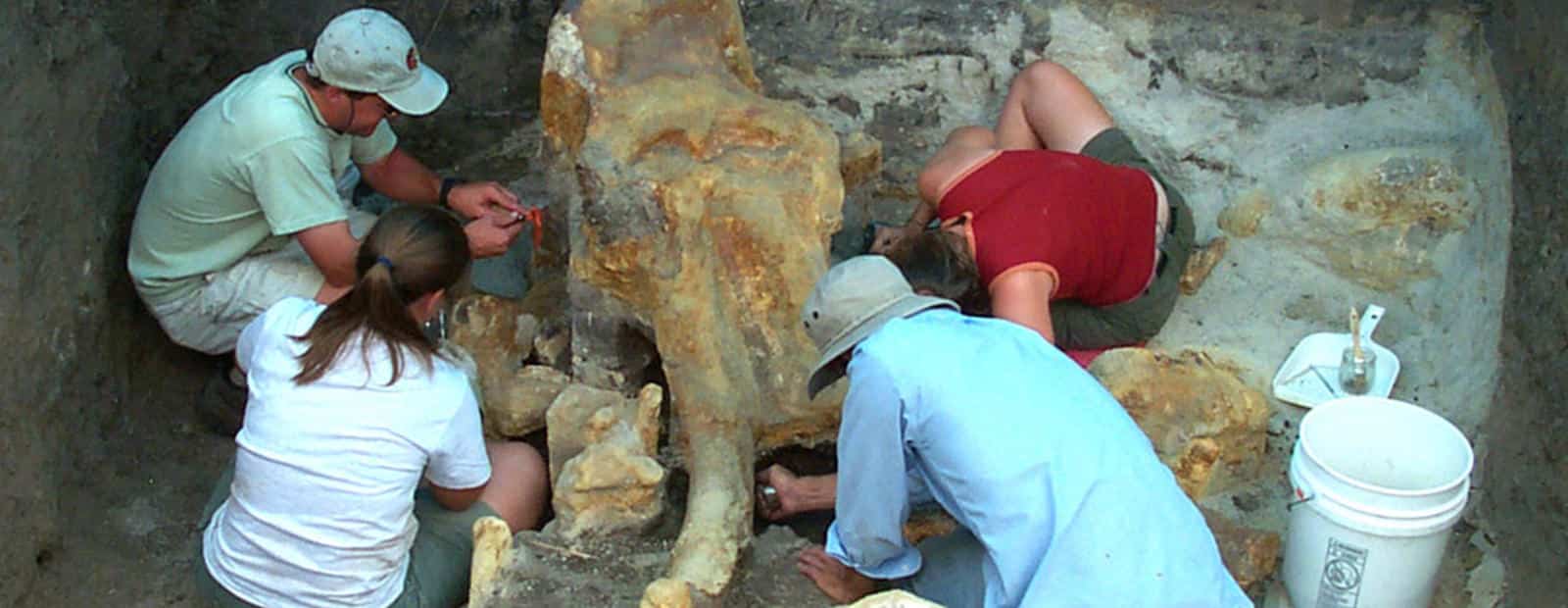 People digging fossil of mammoth out of the ground at Lamb Springs Archeological Dig in Douglas County