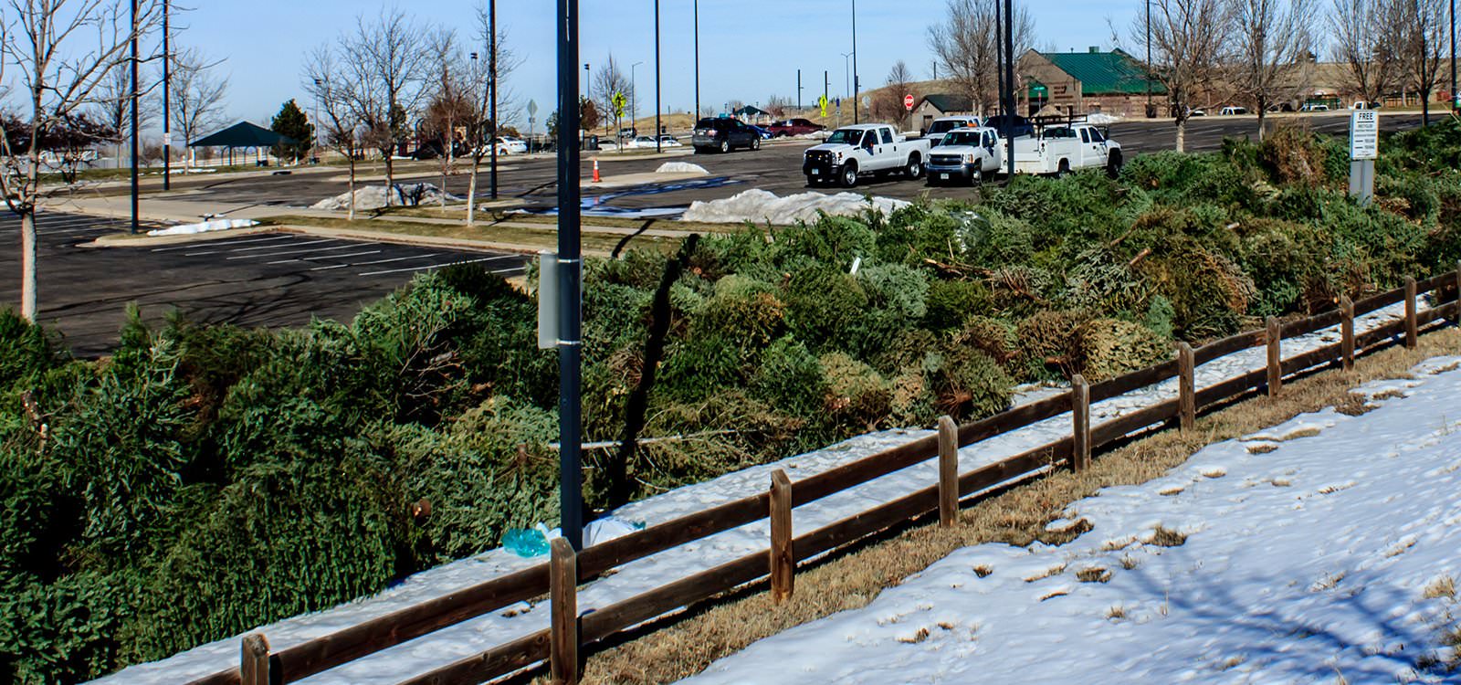 christmas trees piled in parking lot to be recycled through the wood chipper at Challenger Park in Parker